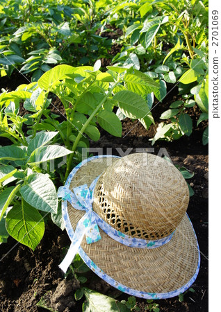 straw hat straw hat 2701069
