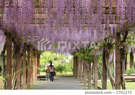 Wisteria trellis 2701275