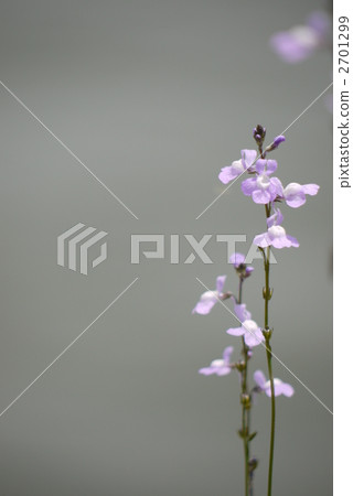 Pine needle orchid 2701299