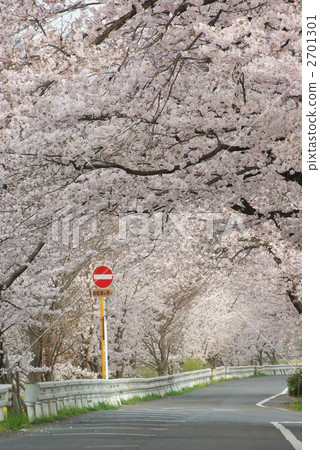 櫻花路徑 櫻花路徑 2701301