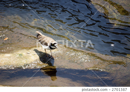 金眶鴴 金眶鴴 2701387