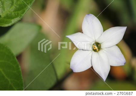 花雞 2701687