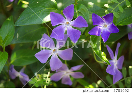 Vine days and grasses 2701692