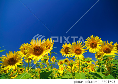 Blue sky and sunflower 2701693