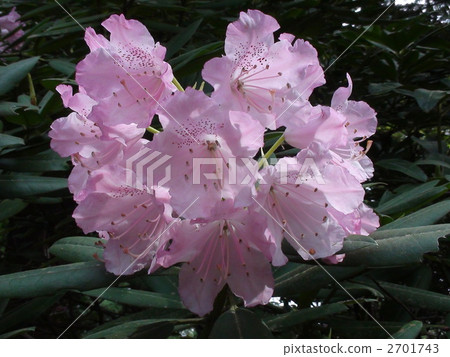 開花以心臟的形式花 2701743