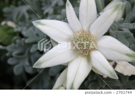 法蘭絨花 2701744