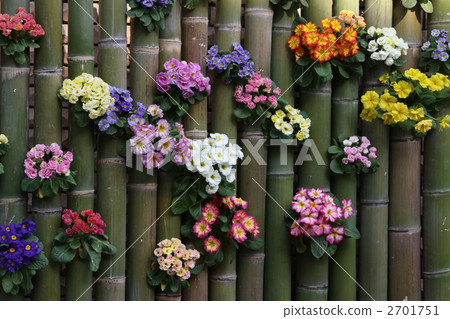 Primula Primula 2701751