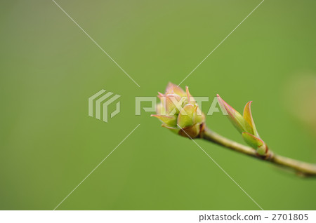 出芽 叢 蓓蕾 2701805