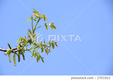 Walnut flower Walnut flower 2701922