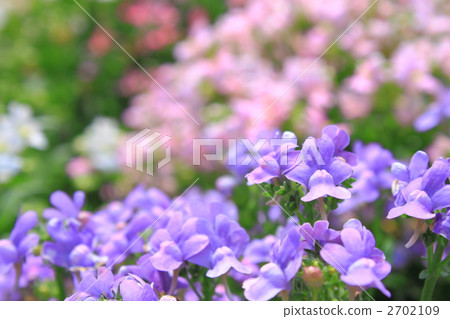 Nemesia's flower garden 2702109
