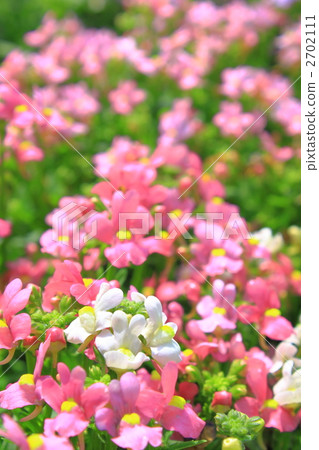 Nemesia的花園 2702111