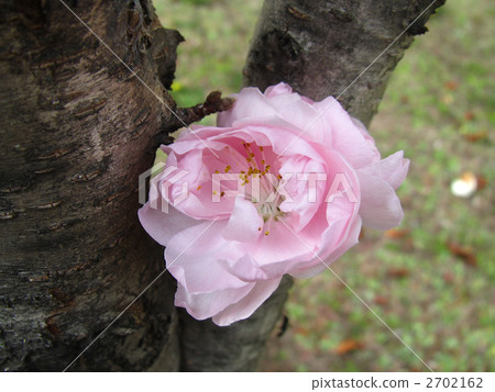 double-flowered cherry tree, bloom, blossom 2702162