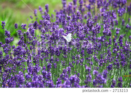 Lavender and butterfly Lavender and butterfly 2713213