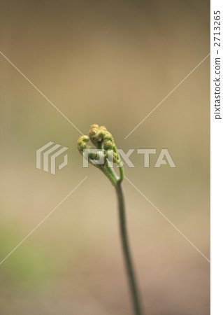 fresh leafe, green leafe, bracken 2713265