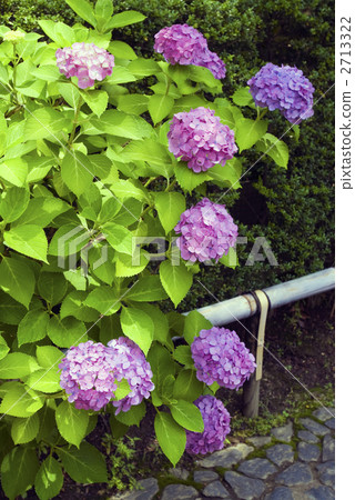 hydrangea   2713322