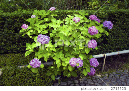 hydrangea   2713323