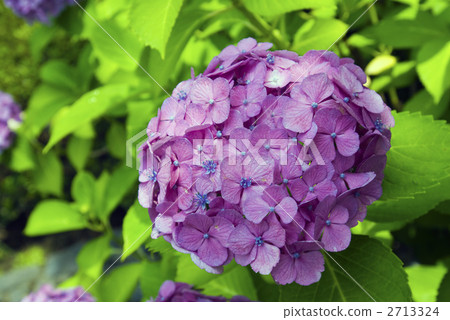 hydrangea   2713324