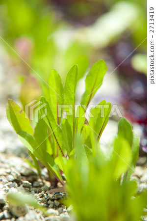 Baby leaf 2713419