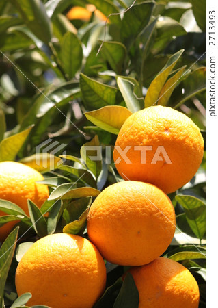 Summertime orange Summertime orange 2713493
