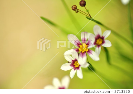 愛爾蘭花園 2713520