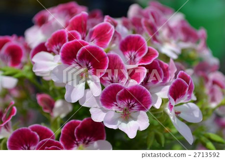 angel pelargonate um, bloom, blossom 2713592