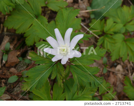 Chrysanthemums blossom grass 2713741