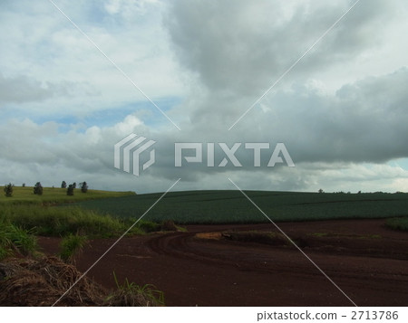 pineapple field, hawaii, landscape 2713786