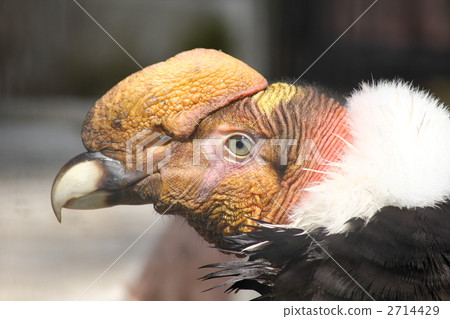 Andean Condor Andean Condor 2714429