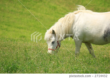 Hakuba in the meadow Hakuba in the meadow 2714432