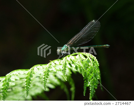 Ao Ititombo Ao Ititombo 2714467