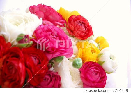 華麗的毛茛屬植物 2714519