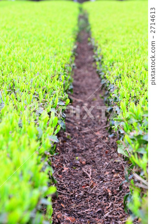 tea plantations, tea plantation, tea field 2714613