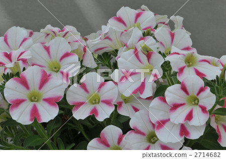 矮牽牛 花瓣 蓓蕾 2714682