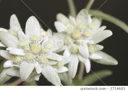 Edelweiss 2714683