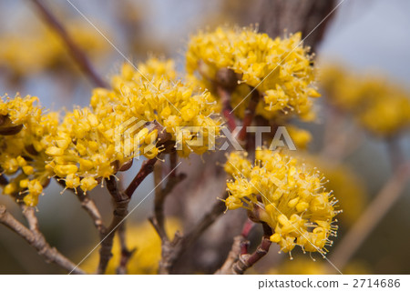 三水之花 2714686