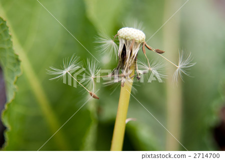 蒲公英絨毛 2714700