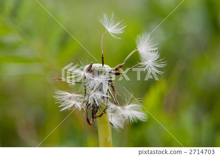 Dandelion fluff Dandelion fluff 2714703