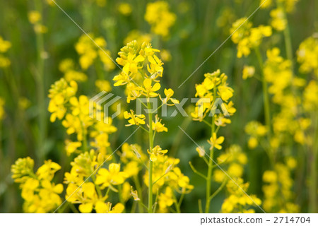 芥末芥末花 2714704