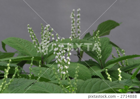 chloranthus serratus, futari-shizuka, petal 2714888