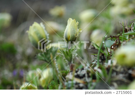 Tsukumogusa Tsukumogusa 2715001