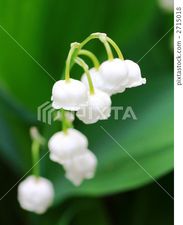 鈴蘭 鈴蘭 2715018