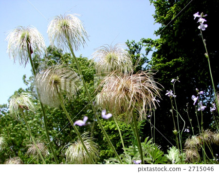 Okinagusa Okinagusa 2715046