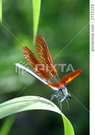 Okawa dragonfly Okawa dragonfly 2715128