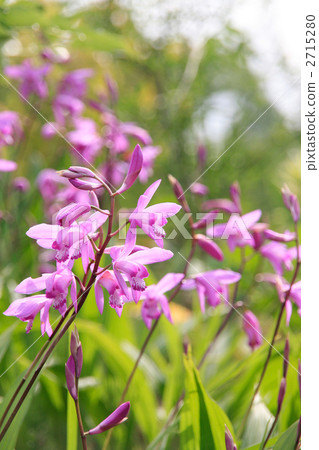 Silane flower Silane flower 2715280