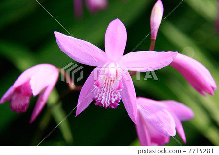 Silane flower Silane flower 2715281