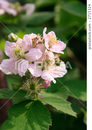 草莓的花 2715324