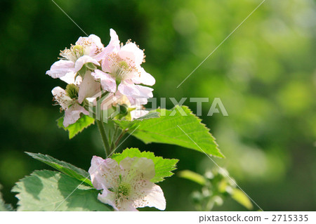 Flower of a strawberry 2715335