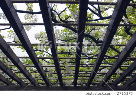 Toba wisteria Yamahaji Toba wisteria Yamahaji 2715375