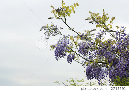 Toba no Fuji noda fuji 2715391