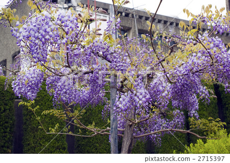 Toba no Fuji noda fuji 2715397
